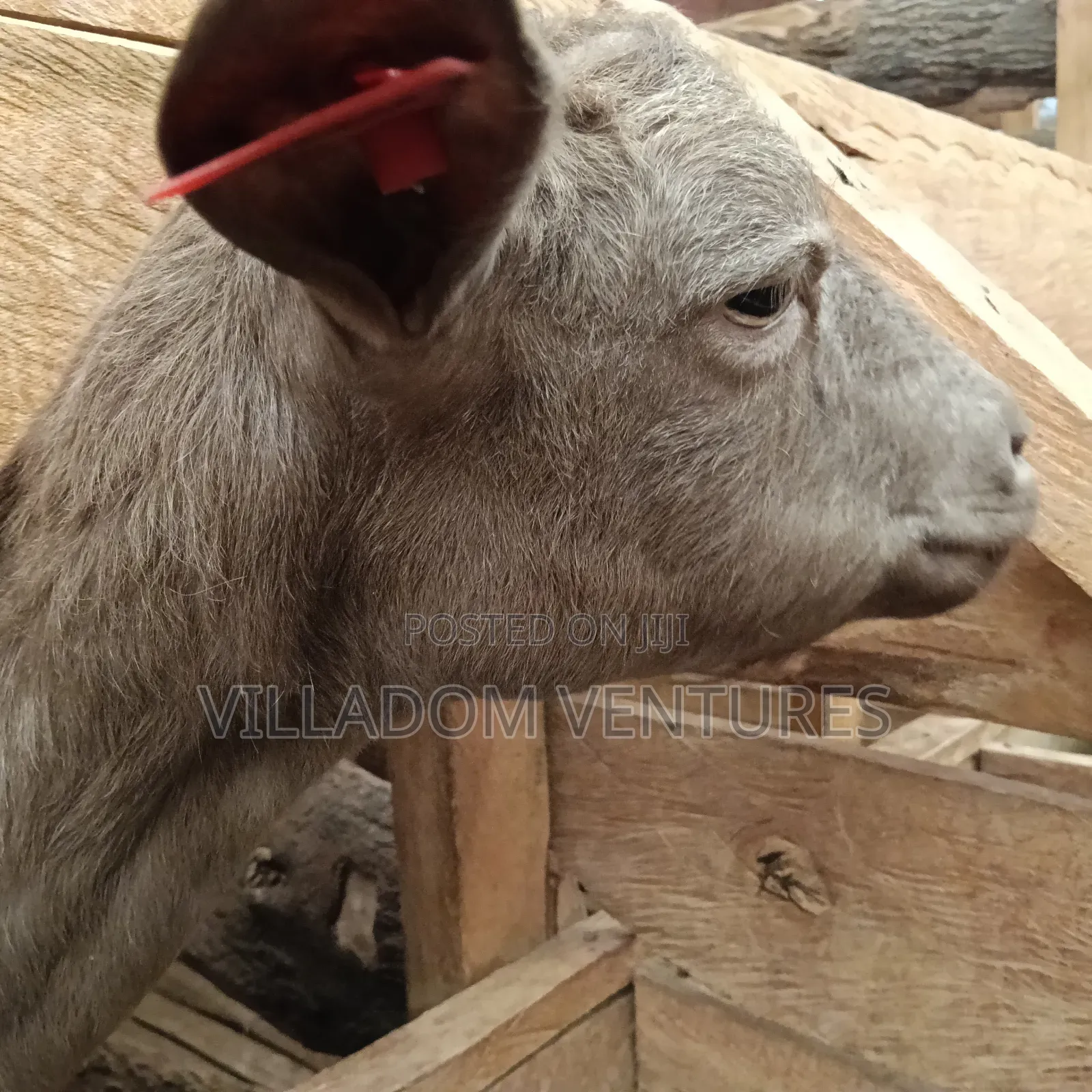 For Sale Mature Toggenburg Fully Vaccinated and Dewormed Inkid Goats