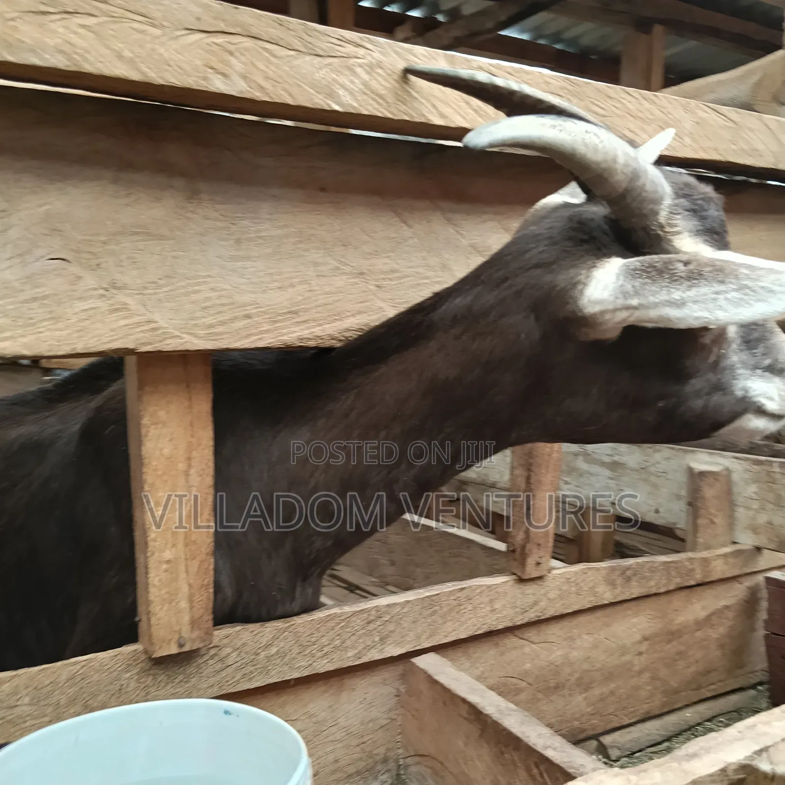 For Sale Mature Toggenburg Fully Vaccinated and Dewormed Inkid Goats
