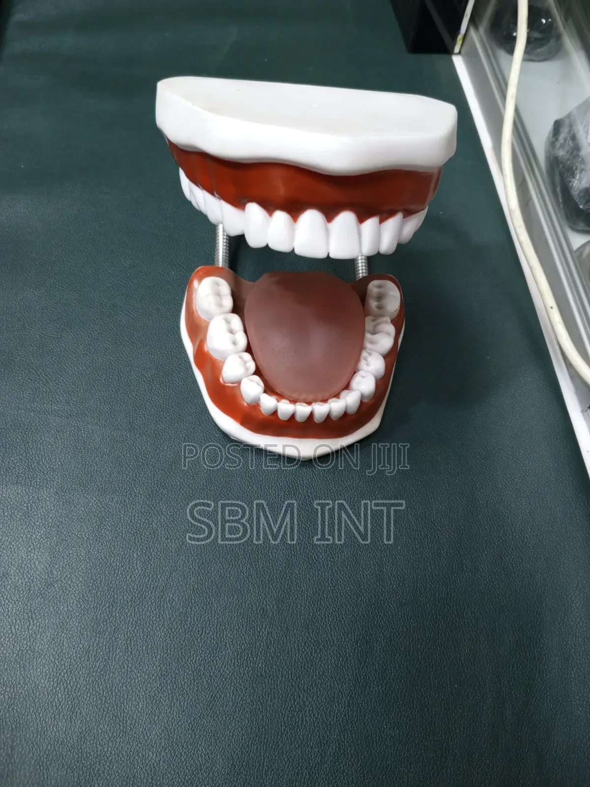 Dental Model