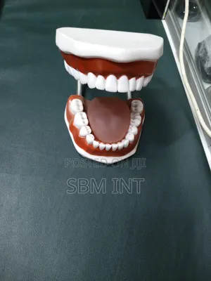 Dental Model