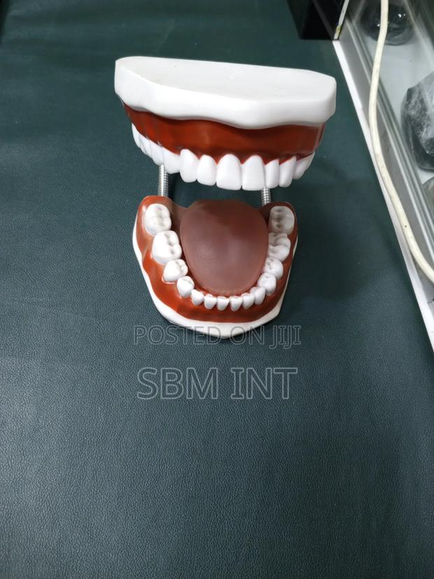 Dental Model