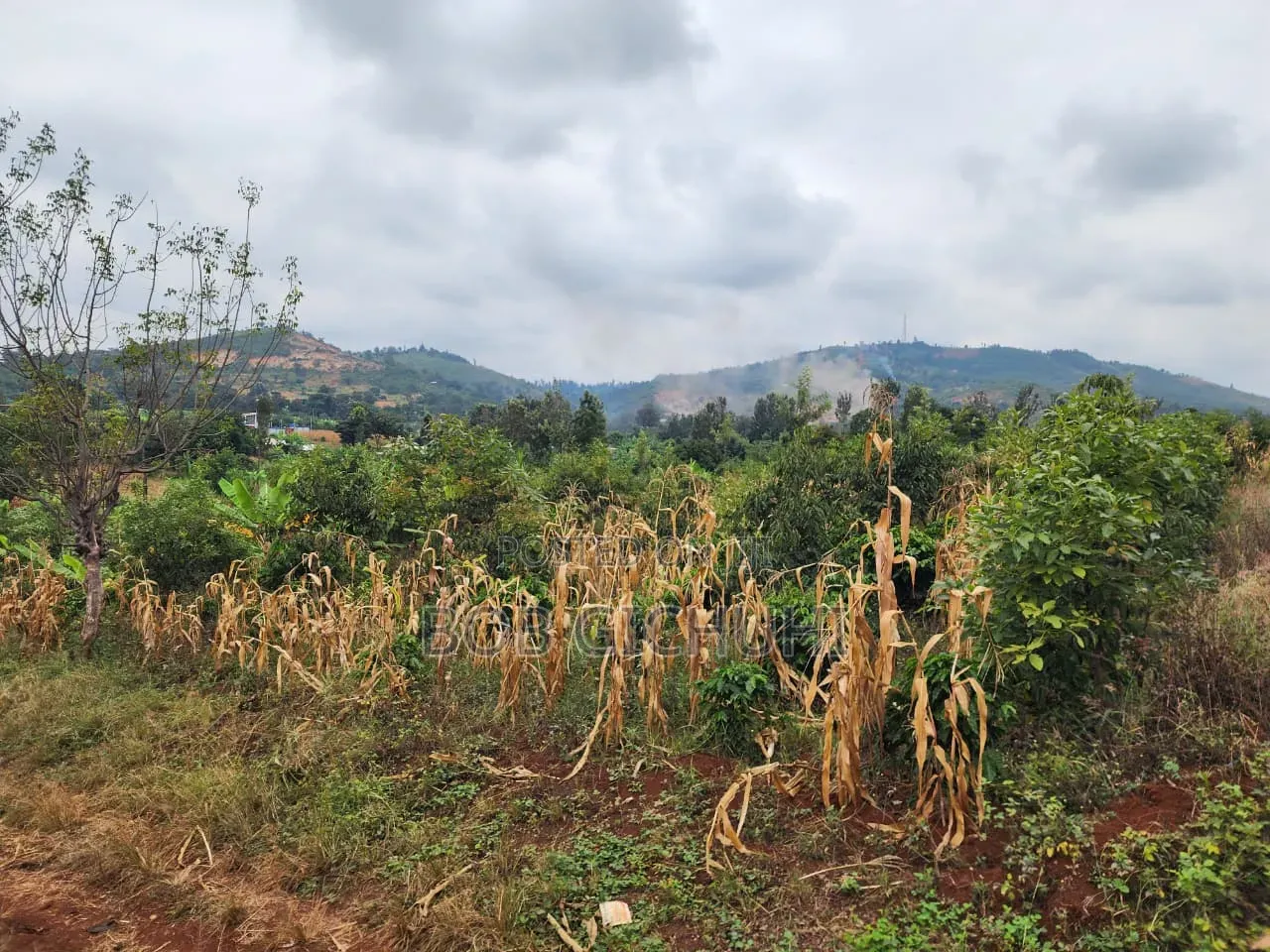 Sagana One and a Half Acres for Sale Nairobi -Nyeri Highway