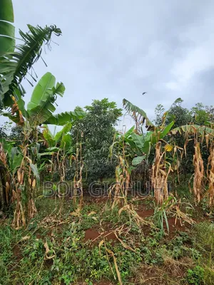 Sagana One and a Half Acres for Sale Nairobi -Nyeri Highway