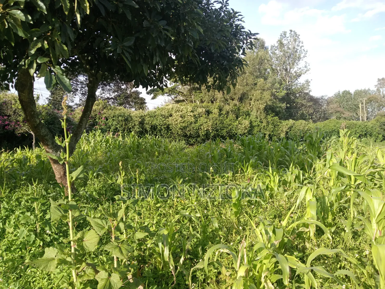 0.5 Acre in Kerarapon, Karen