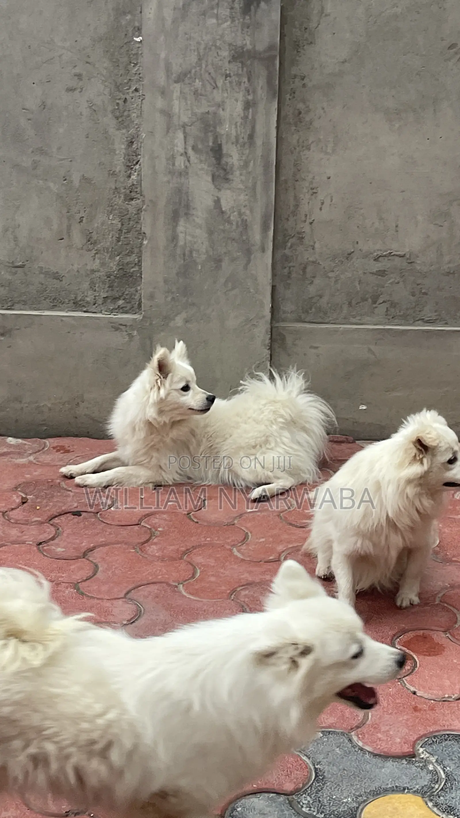 1+ year Male Purebred Japanese Spitz