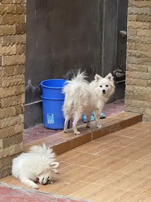 1+ year Male Purebred Japanese Spitz