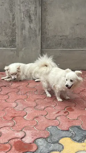 1+ year Male Purebred Japanese Spitz