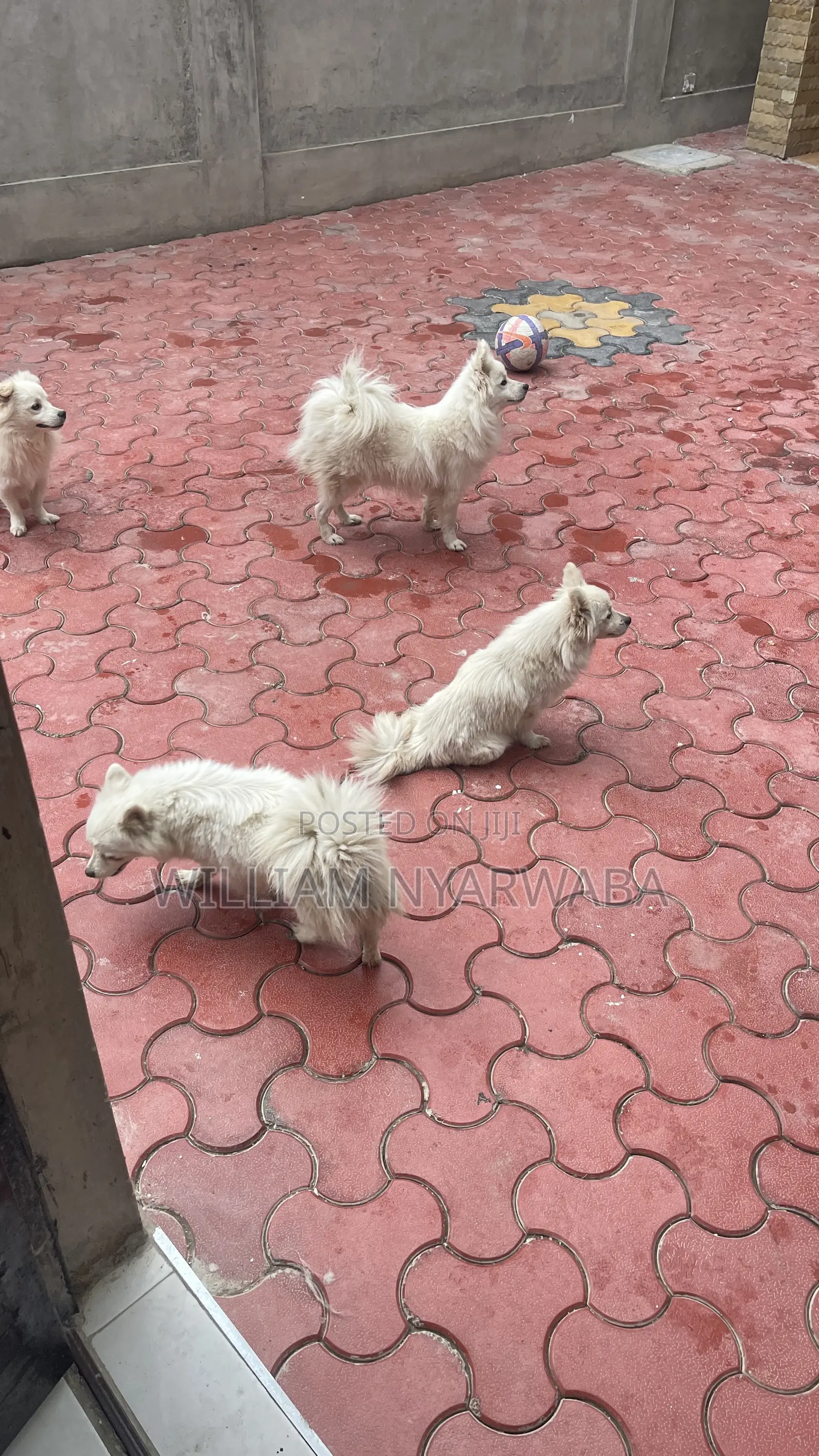 1+ year Male Purebred Japanese Spitz