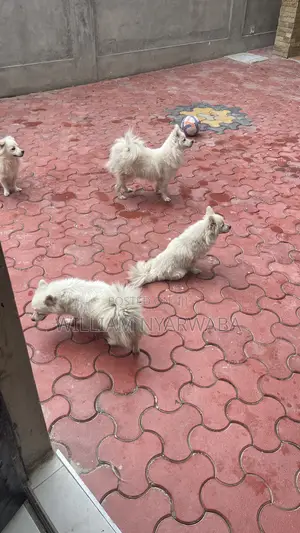 1+ year Male Purebred Japanese Spitz