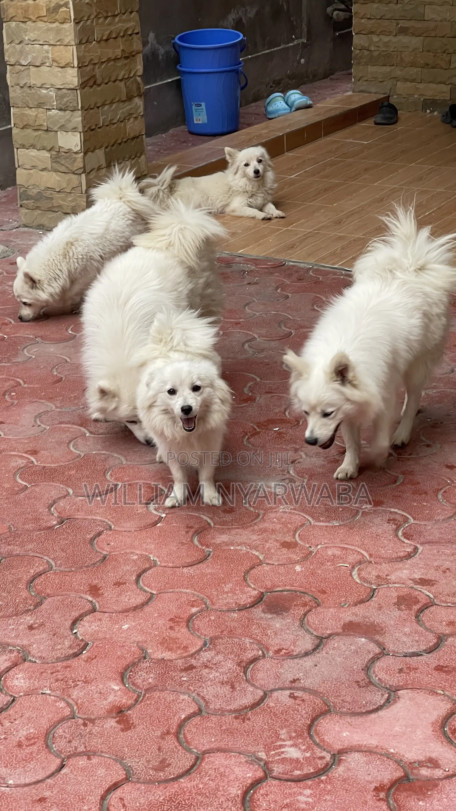 1+ year Male Purebred Japanese Spitz