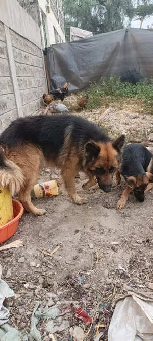 1+ year Male Purebred German Shepherd