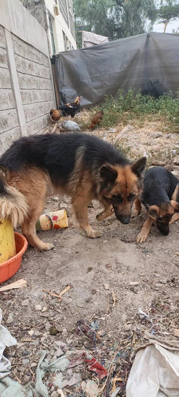 1+ year Male Purebred German Shepherd