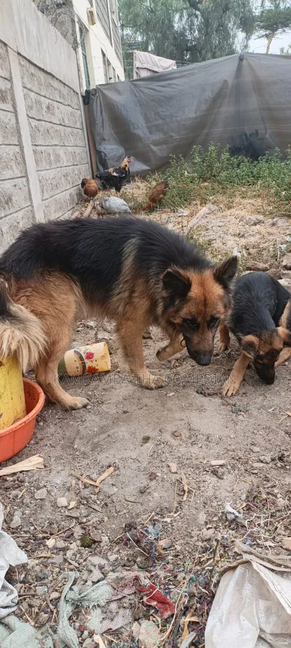 1+ year Male Purebred German Shepherd