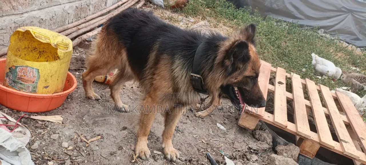 1+ year Male Purebred German Shepherd