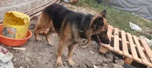 1+ year Male Purebred German Shepherd