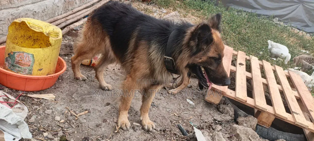 1+ year Male Purebred German Shepherd