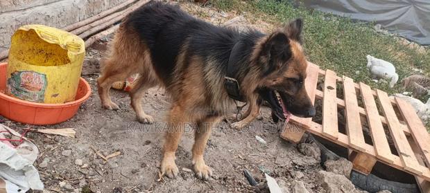 1+ year Male Purebred German Shepherd - thumbnail 3