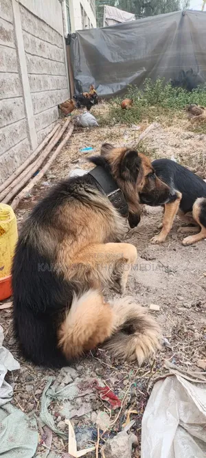 1+ year Male Purebred German Shepherd