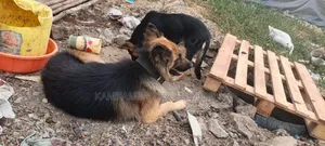 1+ year Male Purebred German Shepherd