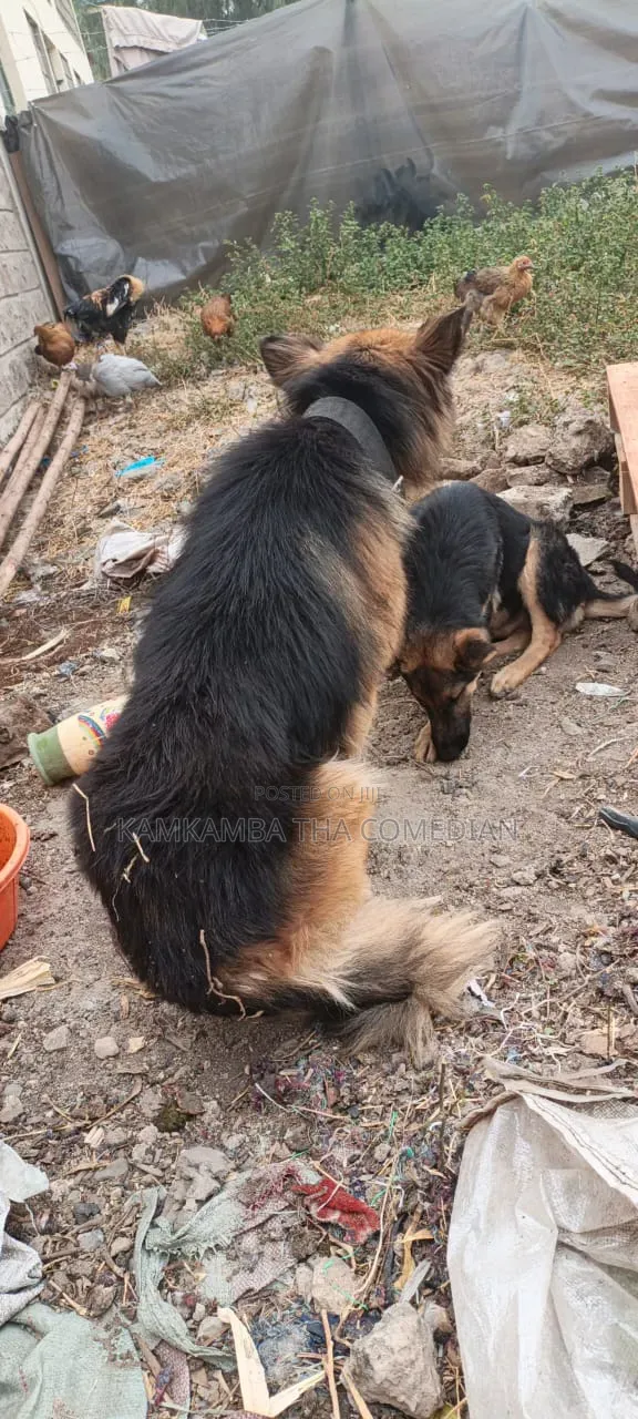 1+ year Male Purebred German Shepherd