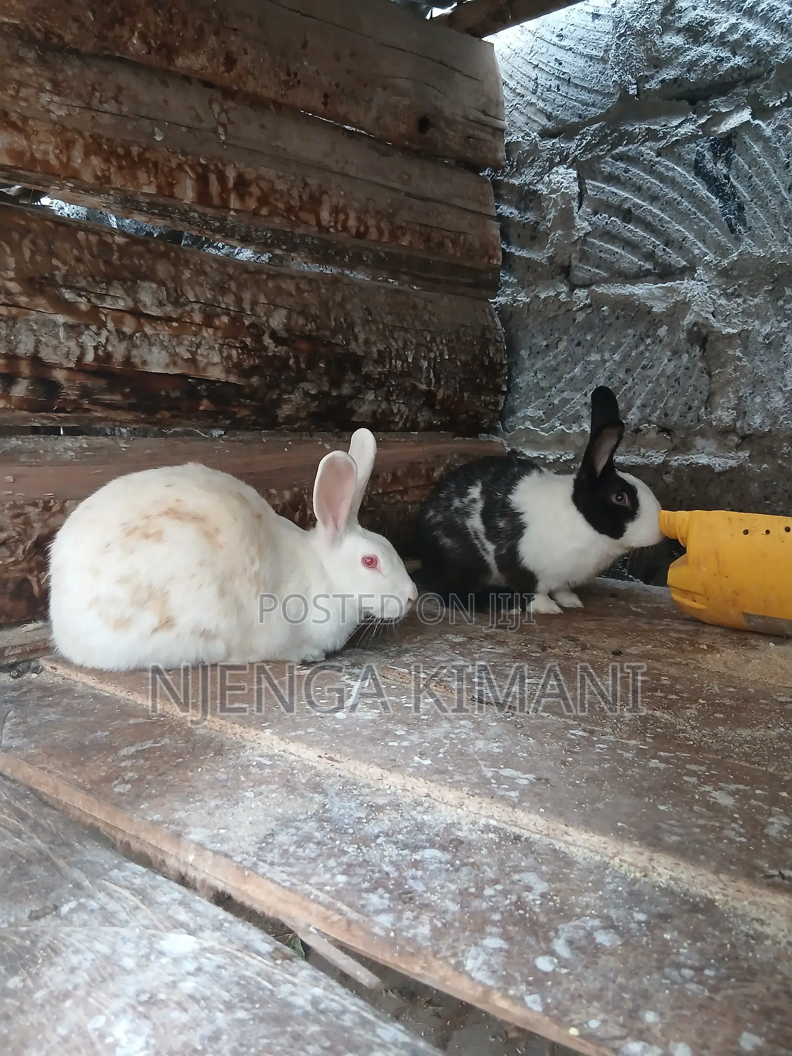 Male and Female Rabbits