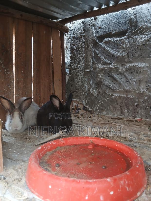 Male and Female Rabbits - main view