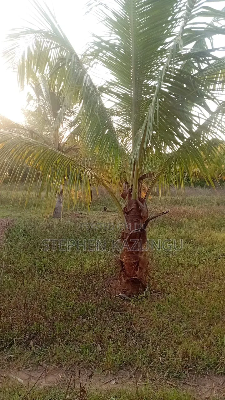 1 Acre Plot on Sale at Kinondo Town Zone, Opposite Kinondo Hospital.