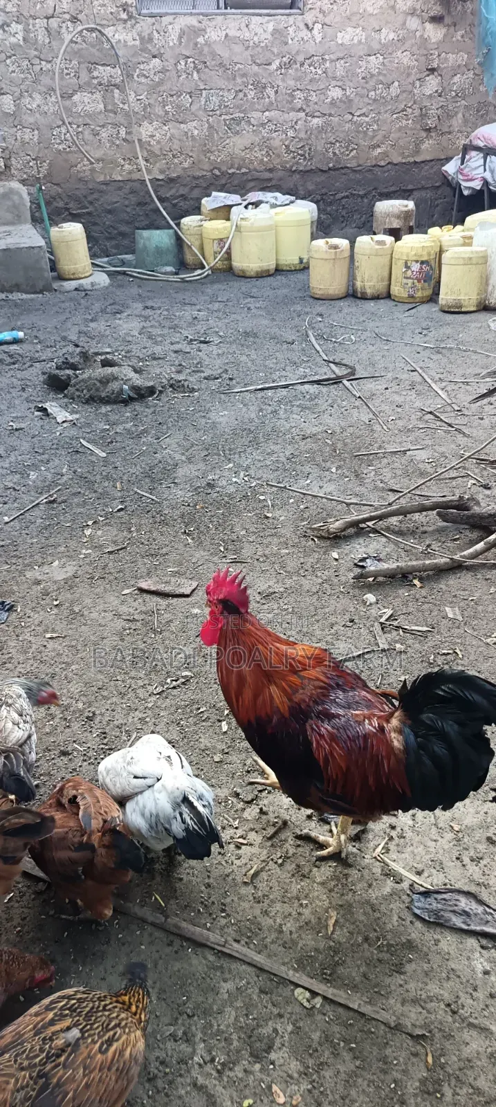 Male Kienyeji