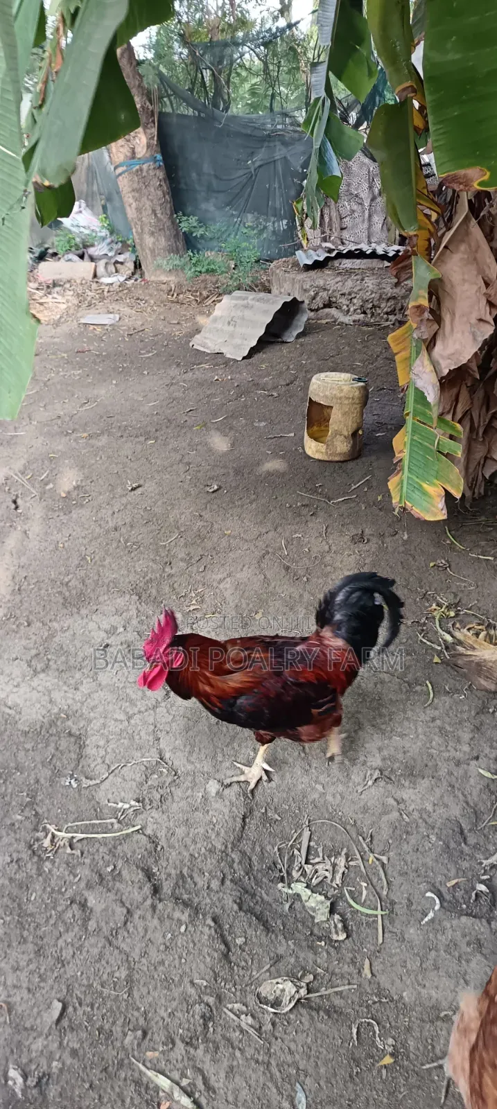 Male Kienyeji