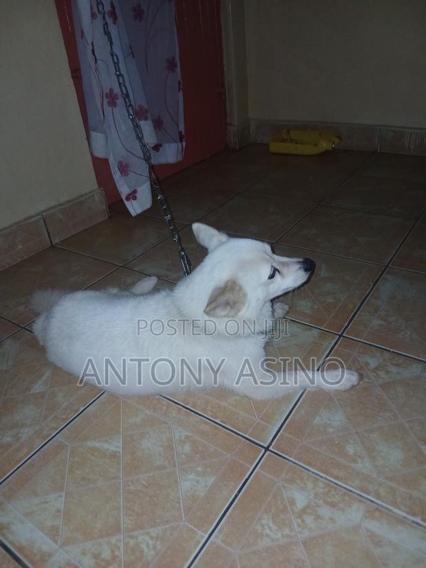 6-12 months Male Purebred Japanese Spitz - thumbnail 2