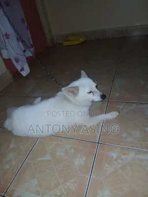 6-12 months Male Purebred Japanese Spitz