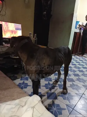 1+ year Male Purebred Great Dane
