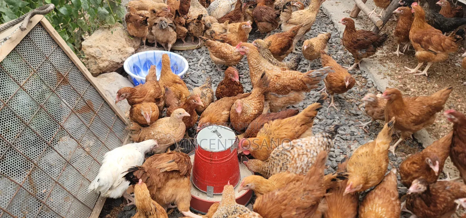 Improved Kienyeji Chicks