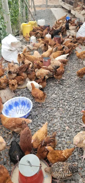 Improved Kienyeji Chicks