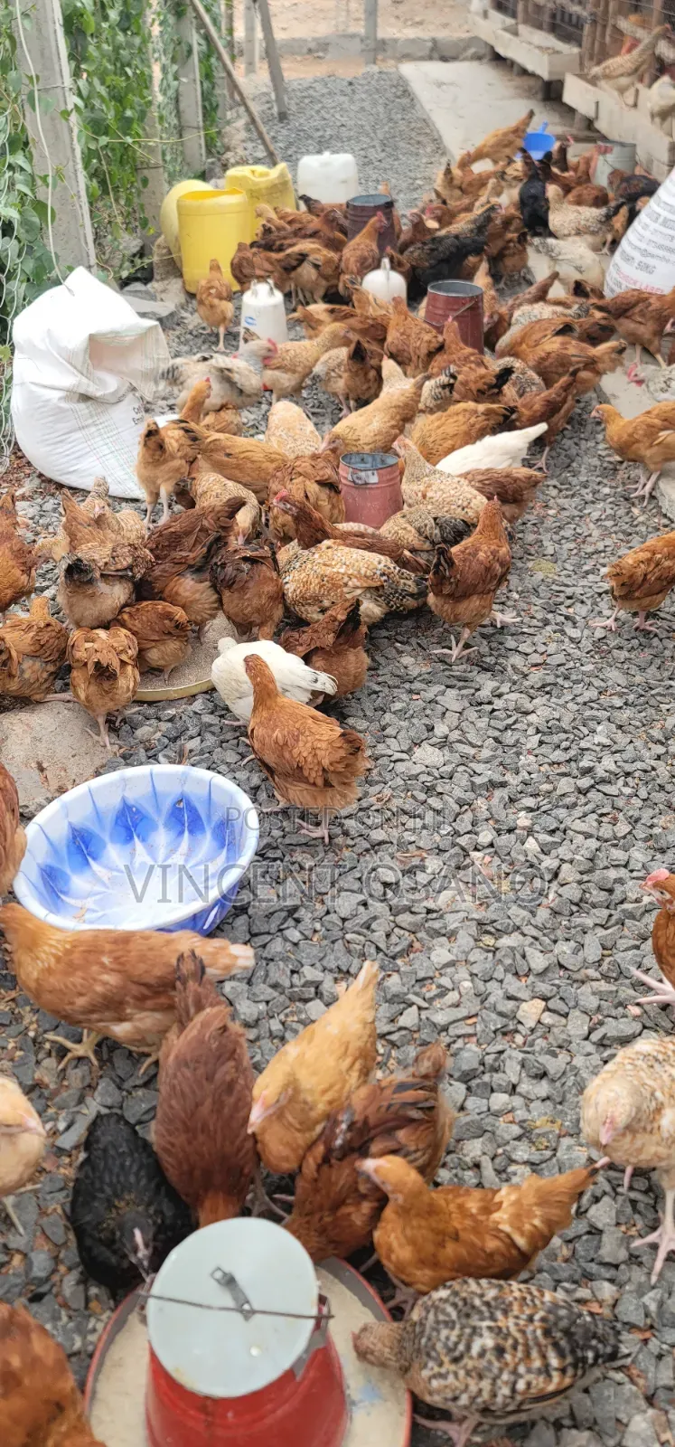 Improved Kienyeji Chicks