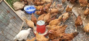 Improved Kienyeji Chicks
