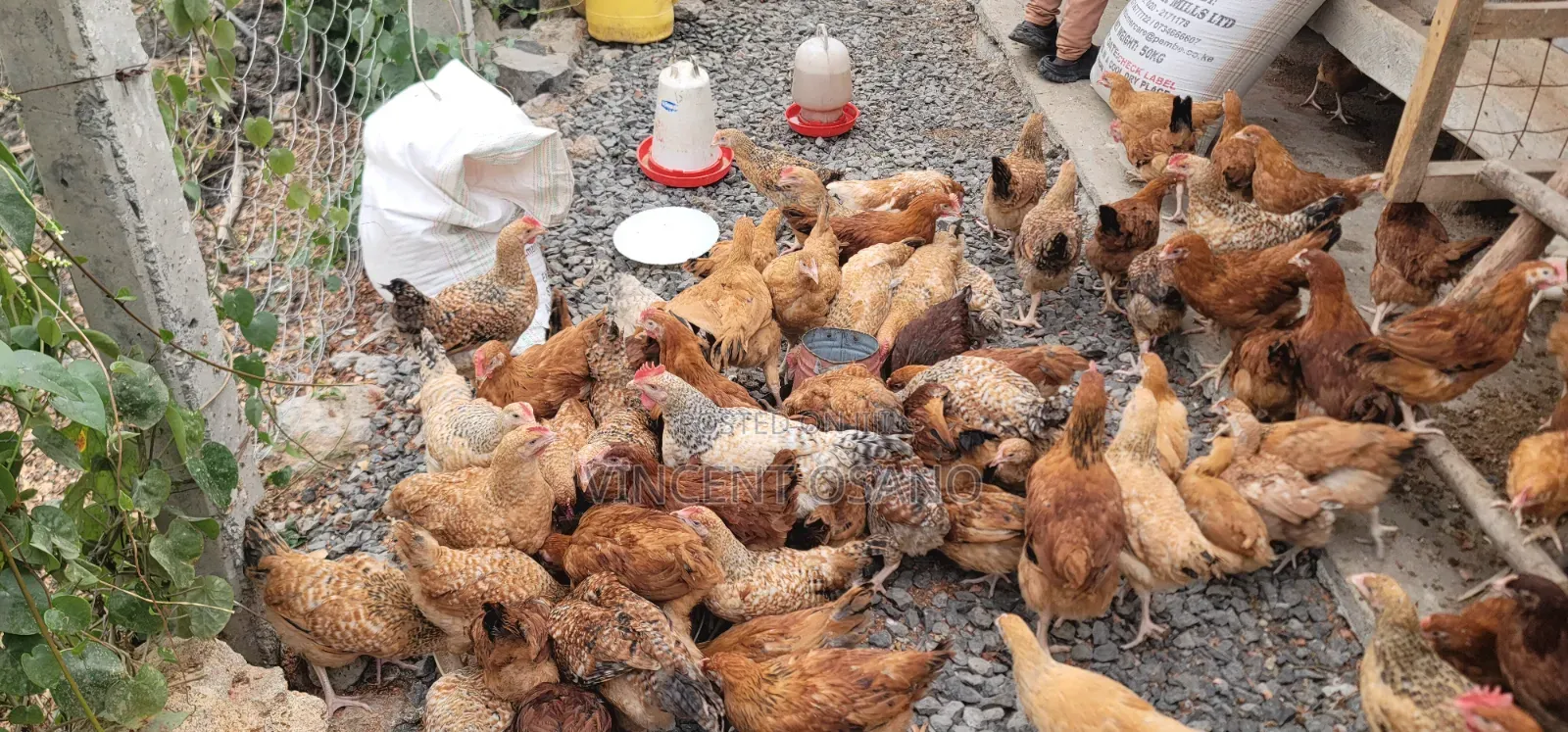 Improved Kienyeji Chicks