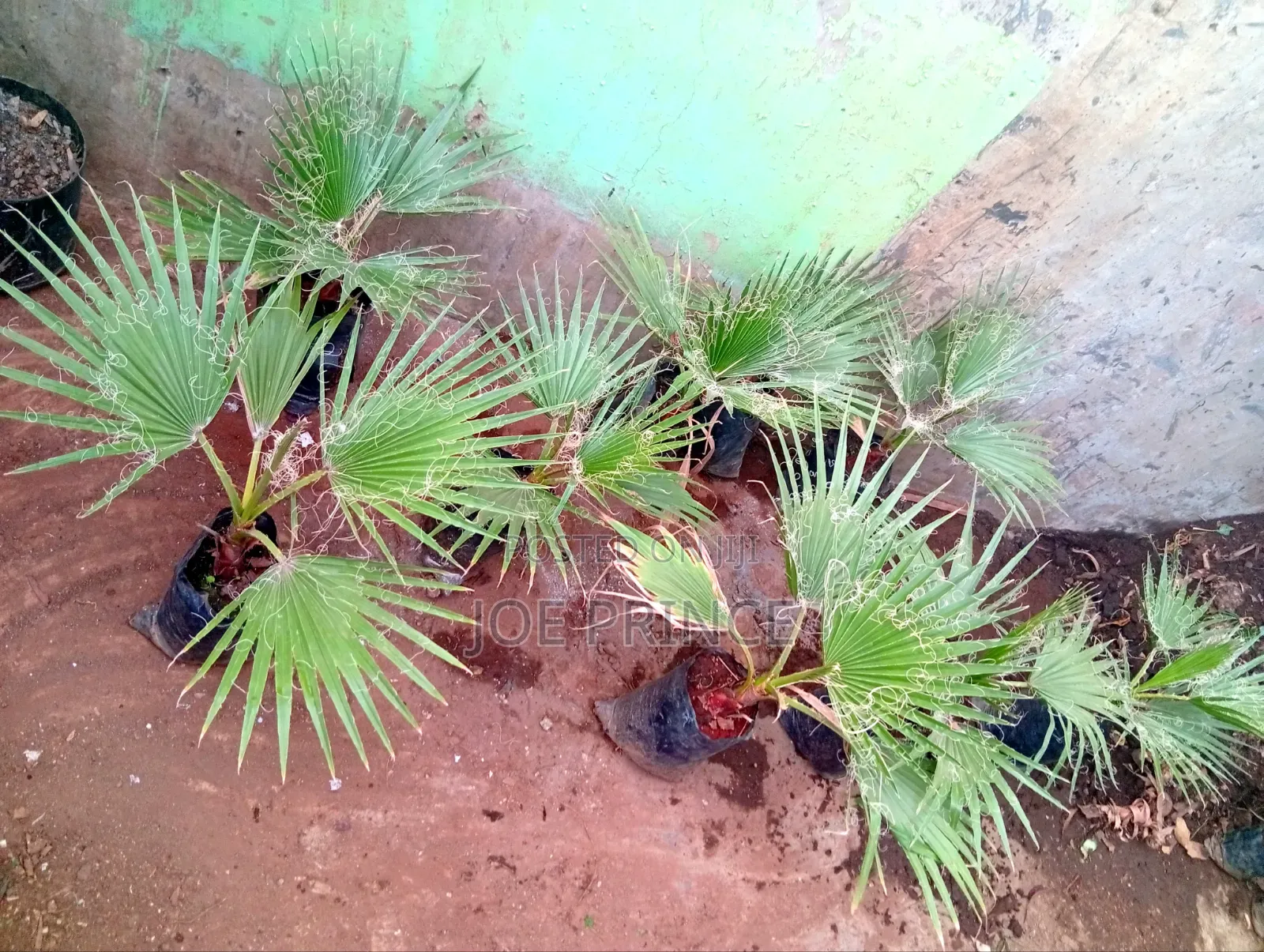 Mexican Fan Palm