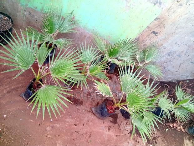 Mexican Fan Palm - thumbnail 2