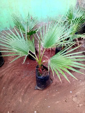 Mexican Fan Palm