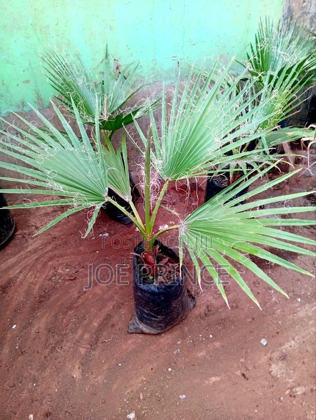 Mexican Fan Palm - thumbnail 3