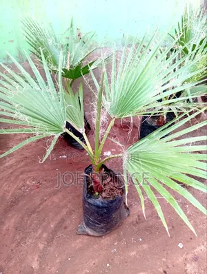 Mexican Fan Palm