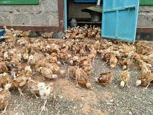 Sasso F1 Fully Vaccinated Chicks