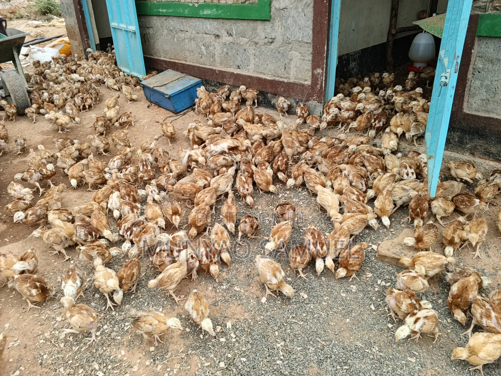 Sasso F1 Fully Vaccinated Chicks