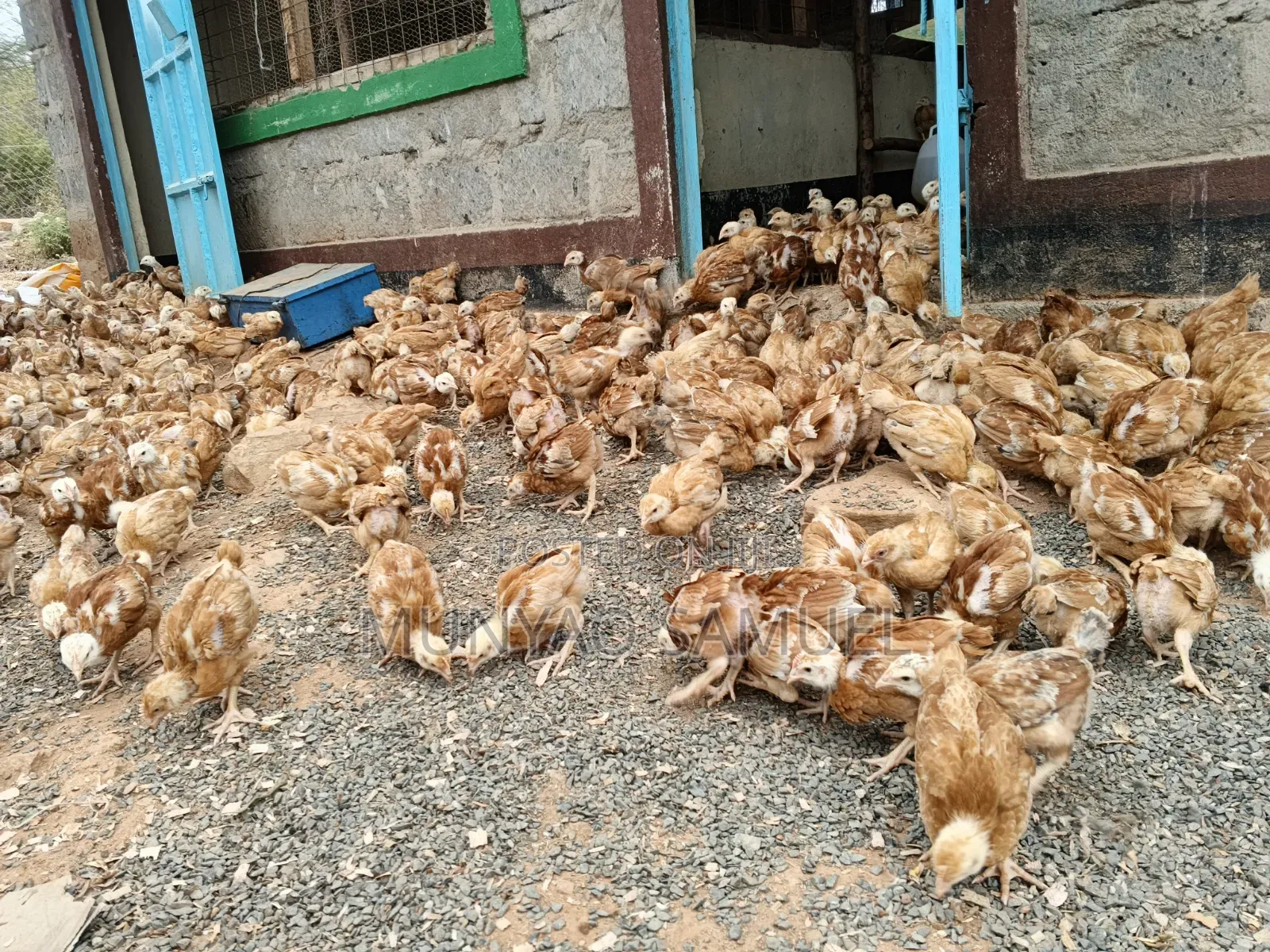 Sasso F1 Fully Vaccinated Chicks