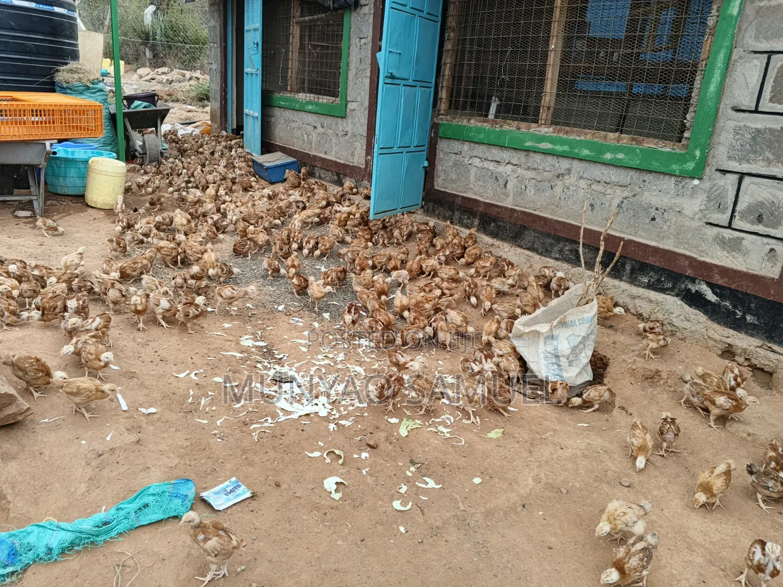 Sasso F1 Fully Vaccinated Chicks
