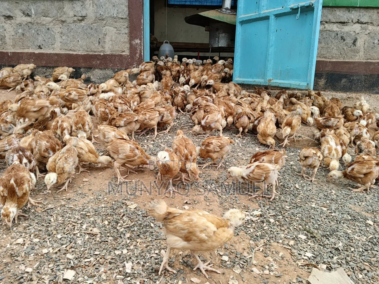 Sasso F1 Fully Vaccinated Chicks