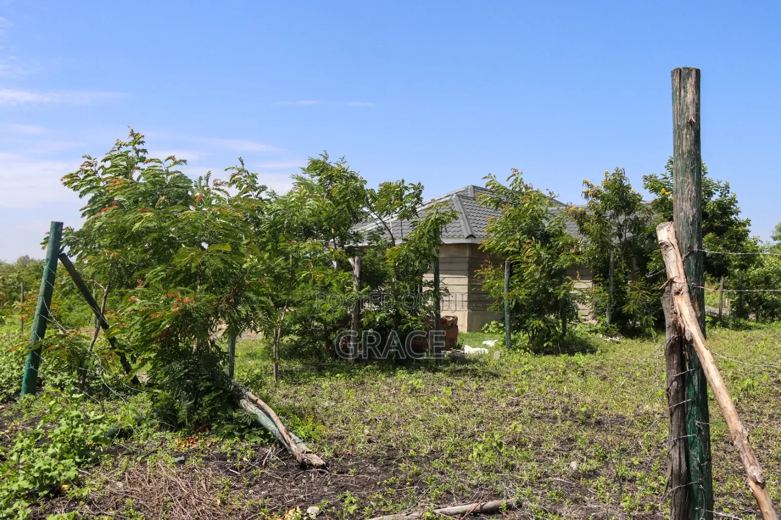 Affordable 1/8th Acre (50x100) Prime Land in Kisaju – KES 1.05M