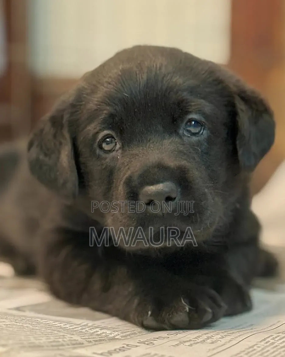 1-3 months Female Purebred Labrador Retriever
