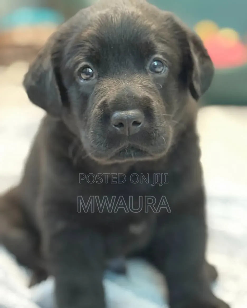 1-3 months Female Purebred Labrador Retriever